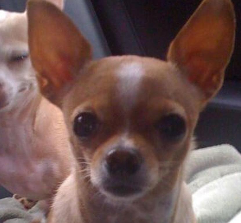 Pic of the Litter: Prudence